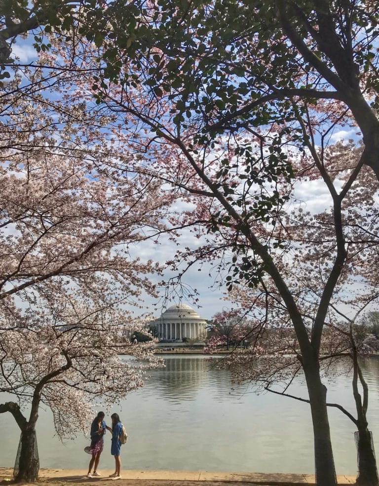 5 photos of D.C. during cherry blossom season