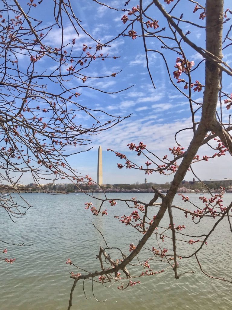 5 photos of D.C. during cherry blossom season