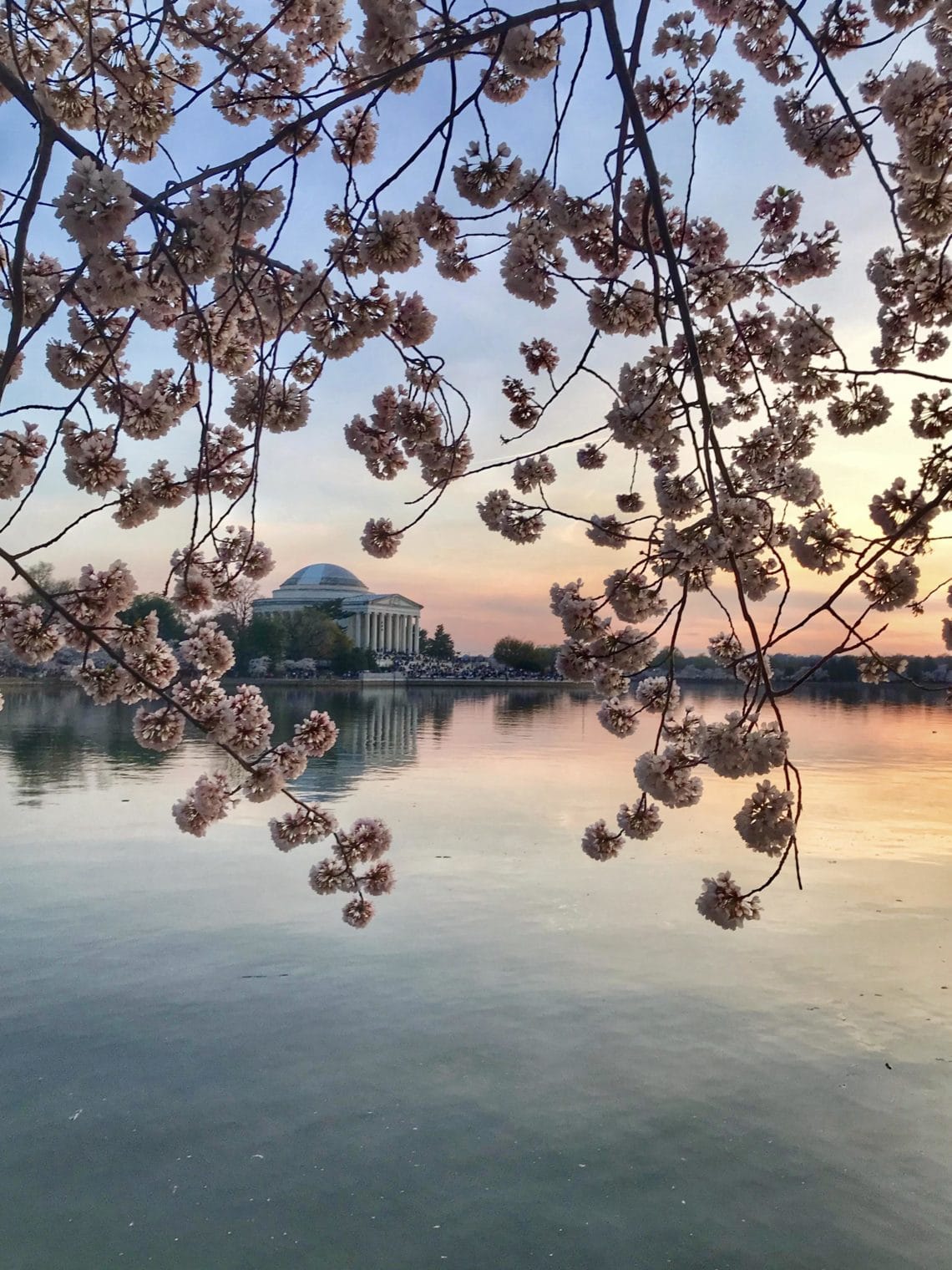 5 Photos that will Convince You to Visit D.C. During Cherry Blossom ...